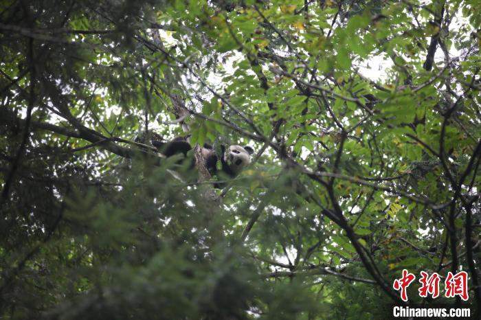 瑞思英语和环球英语哪个好大熊猫核桃抗冠司机例700多