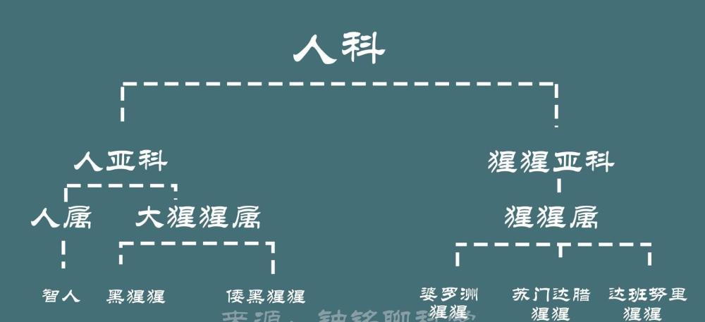 按照这个分类标准,人类属于智人种,人属,人科.