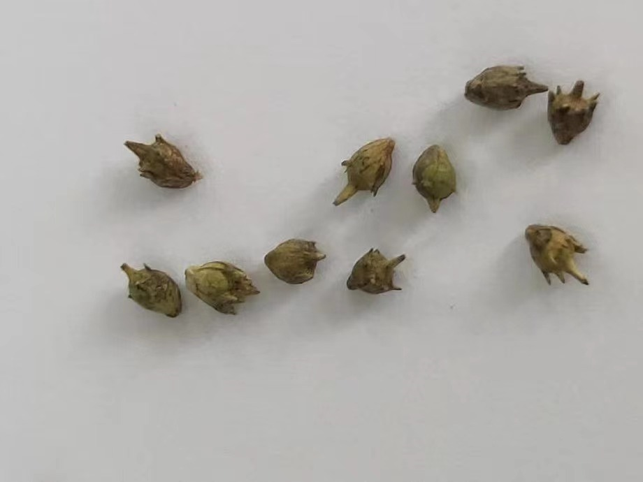 冰城海关截获豚草(种子)近日,长沙黄花机场海关在一入境客运航班监管