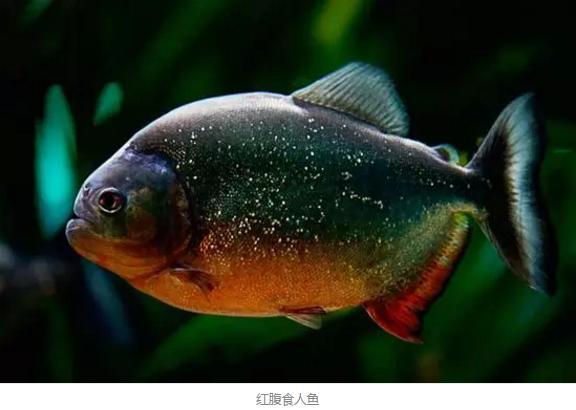 1小时吃掉一头牛的食人鱼 为何没有 称霸 亚马逊 腾讯新闻