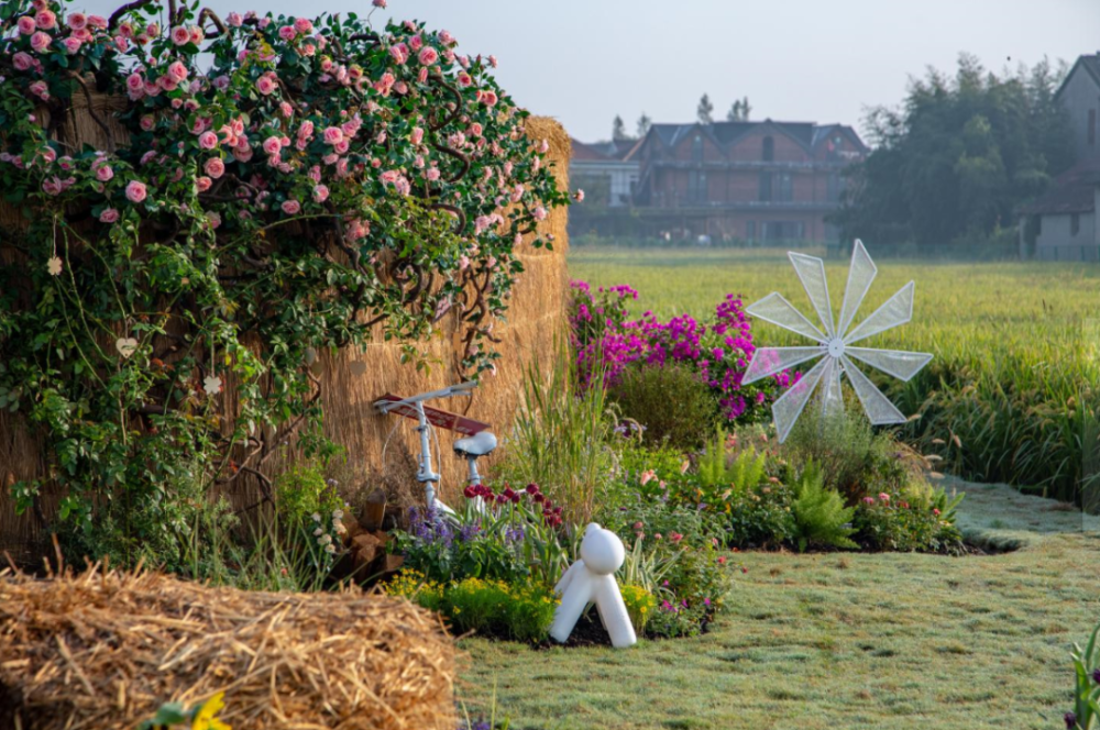 十佳最美花乡崇明这座为藏红花代言的花村颜值太惊艳