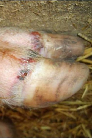 【动植物检疫】关于防止蒙古国西部5省口蹄疫传入我国的公告解读