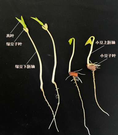 红豆豆,绿豆豆,花豆豆 我来帮你认豆豆_腾讯新闻