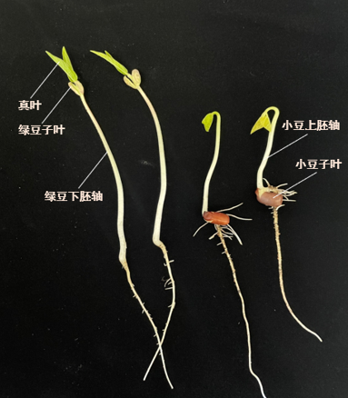 肚脐眼是豆还是花图片