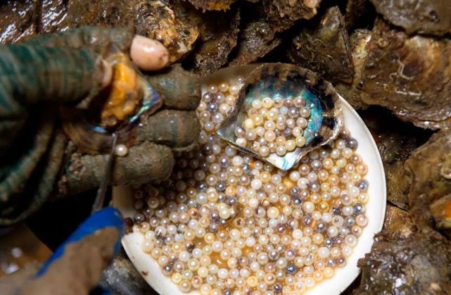 北海:冬季采珠忙