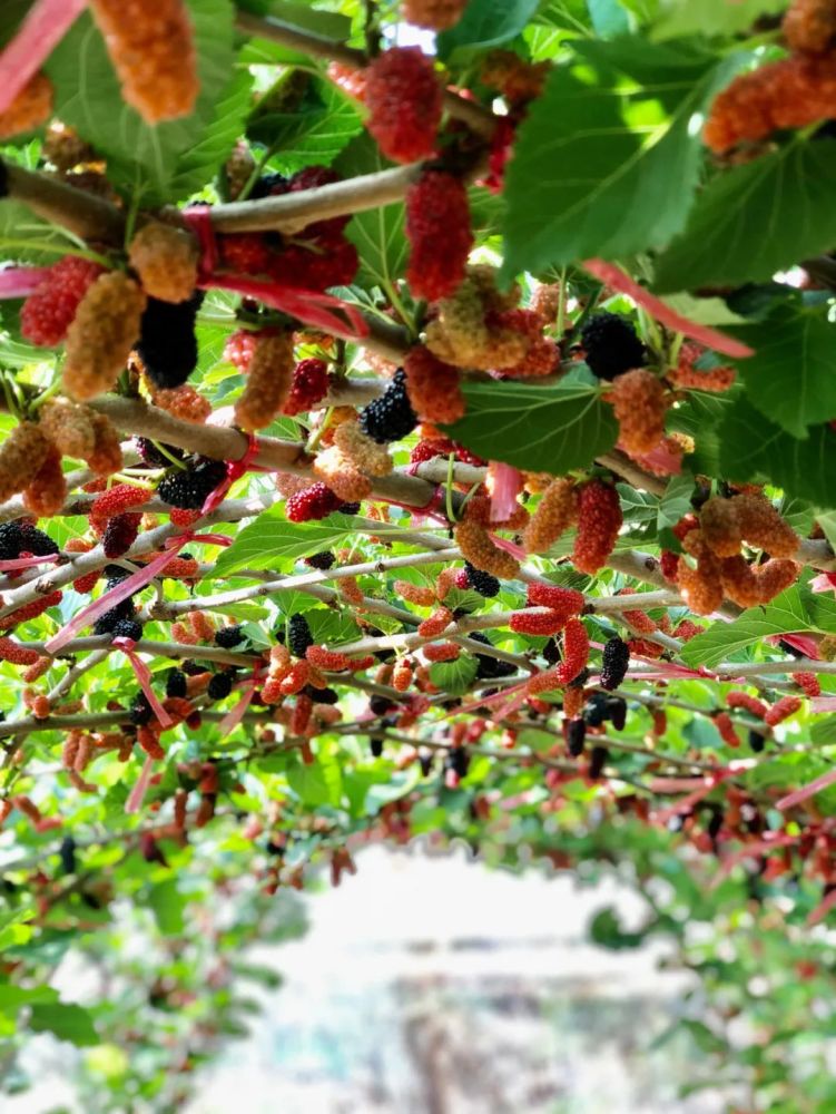 免费入园任摘任吃南沙这个桑果采摘园开啦周末出来浪啦