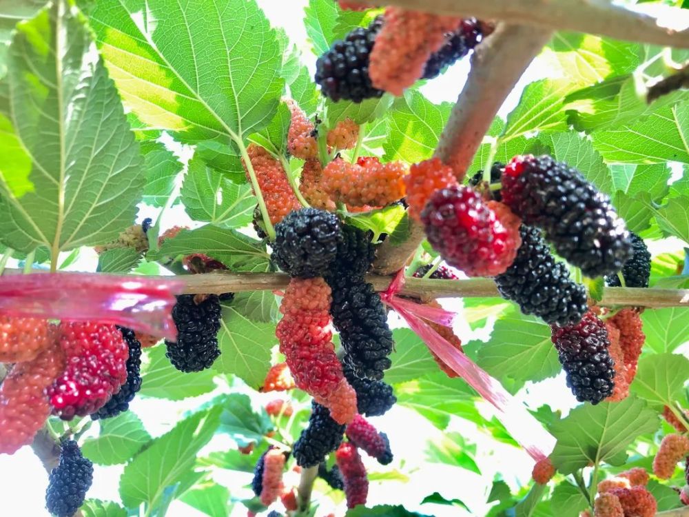 免费入园任摘任吃南沙这个桑果采摘园开啦周末出来浪啦