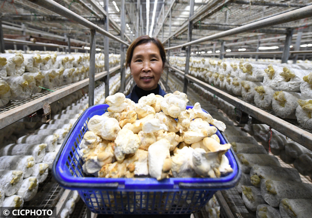 在河北省邯鄲市成安縣一農業食用菌種植基地,農民在查看猴頭菇長勢