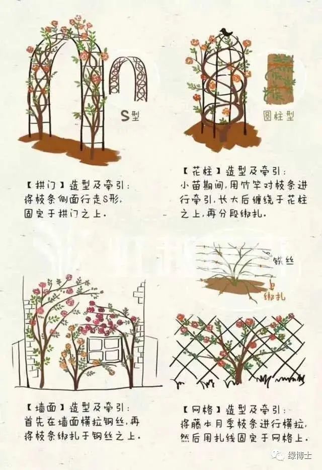 小叶子的手工课丨月季修剪攻略来了家中也能妙剪生花