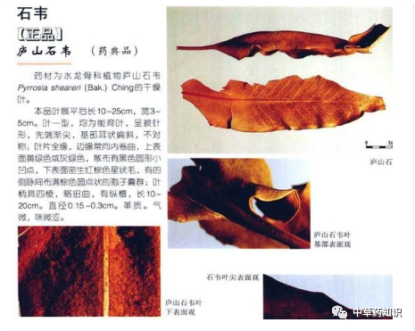 叶片阔披针形,长20-40cm,宽3-5cm,先端渐尖,基部呈耳状偏斜,全缘;上