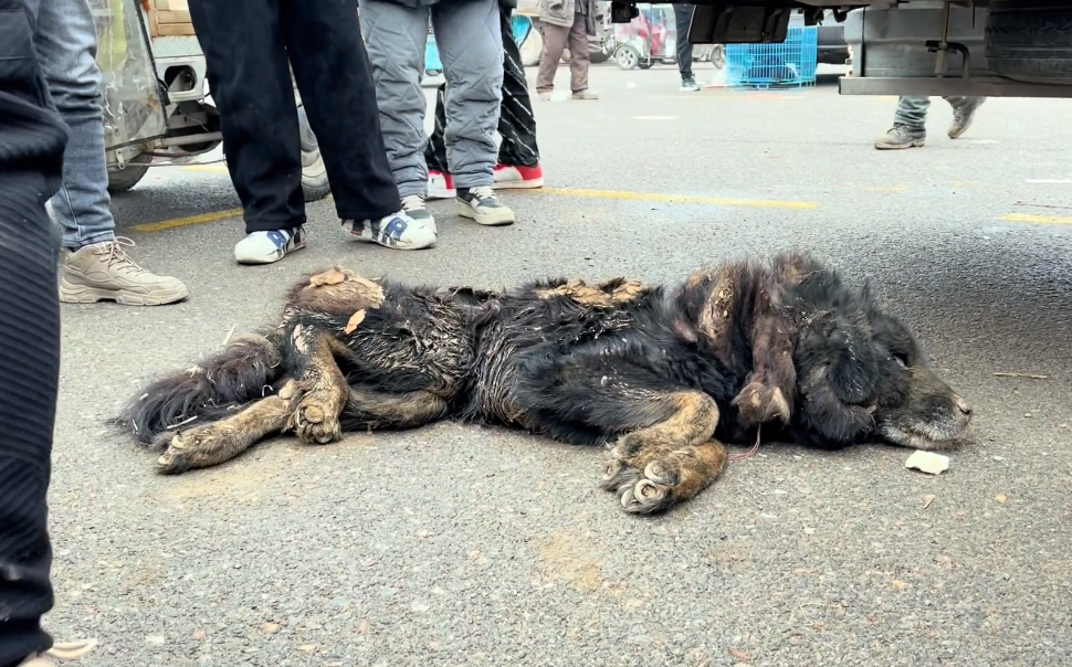 30塊藏獒賣狗販看著老人離開躺在地上的狗狗大哭可大爺卻有充分賣狗