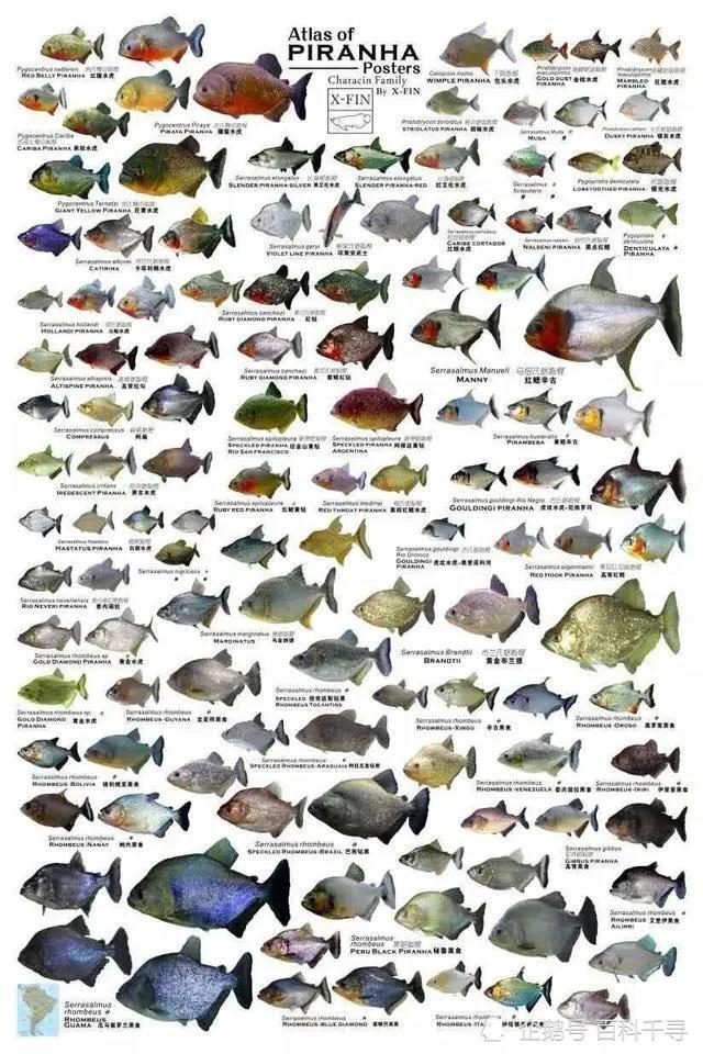 巴拉圭食人鱼袭击导致4人死亡数十人受伤怎么回事