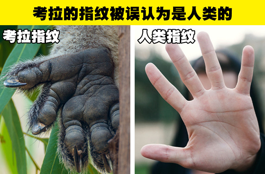 例如考拉的指纹和人类非常相似.
