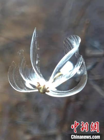 山西侯马山间飞来冰蝴蝶好看极了