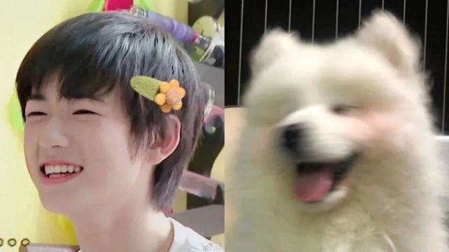 有谁能拒绝萨摩耶!哦不,是能拒绝宋亚轩呢!