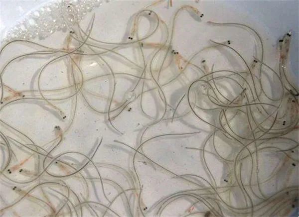 又闹鱼荒一尾鱼苗20元引渔民疯狂捕捞有人一夜赚2万元