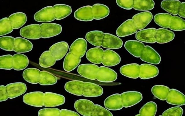 在这一阶段,蜉蝣卵的主要工作任务就是以水里的藻类或者腐叶为食,平安