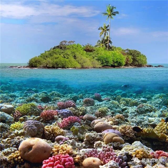 珊瑚,珊瑚礁,珊瑚岛有什么区别?_腾讯新闻