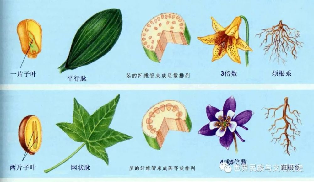 地球生物全系列 植物篇 被子植物门 双子叶植物纲 腾讯新闻