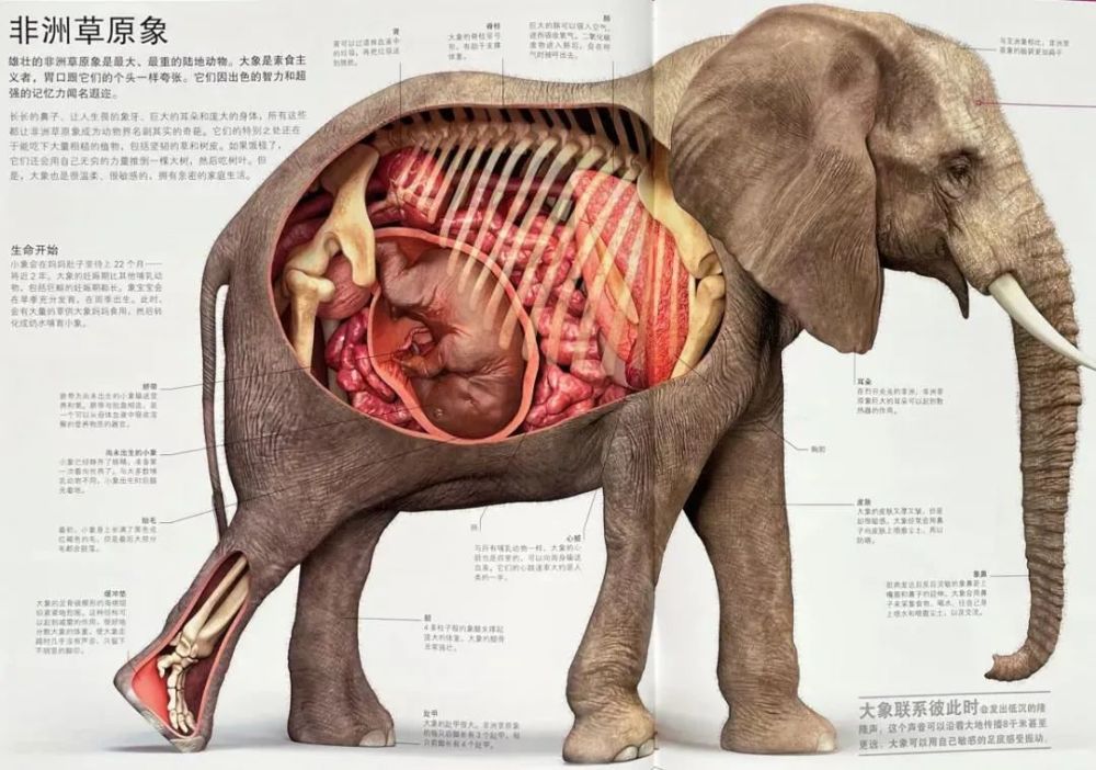 精装4斤重收藏级别全家都能读的百科全书