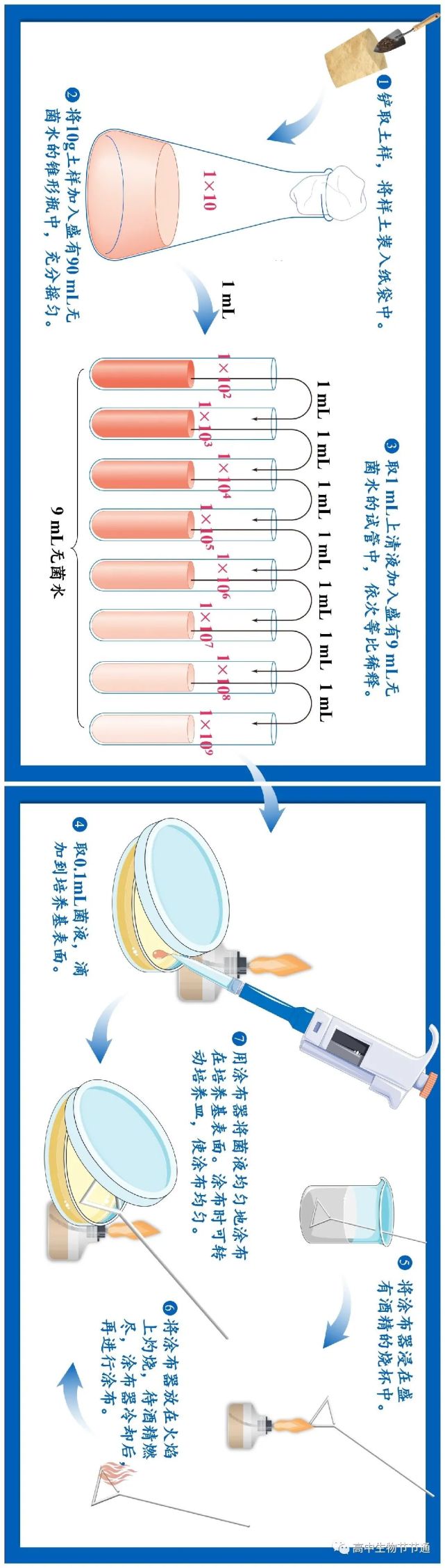 美图分享稀释涂布平板法操作示意图