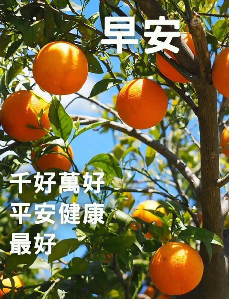 1月31日早晨暖心的祝福問候語句微信早上好漂亮的文字祝福圖片