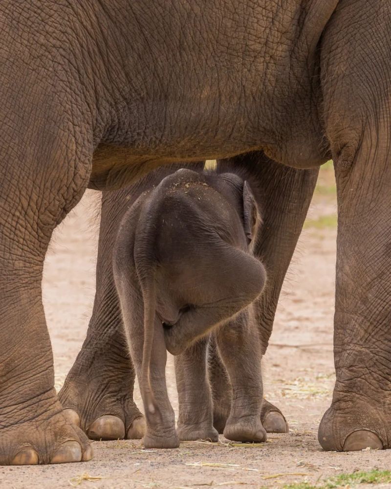 2021年度动物是谁