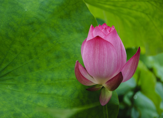 1月10日开始 霉运消散 4属相运势转旺 财运亨通 富贵花开 腾讯新闻