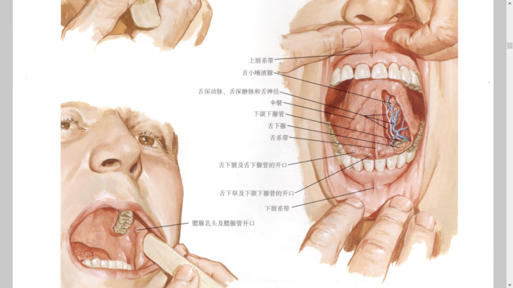 美图分享口腔望诊及口颜面肌肉