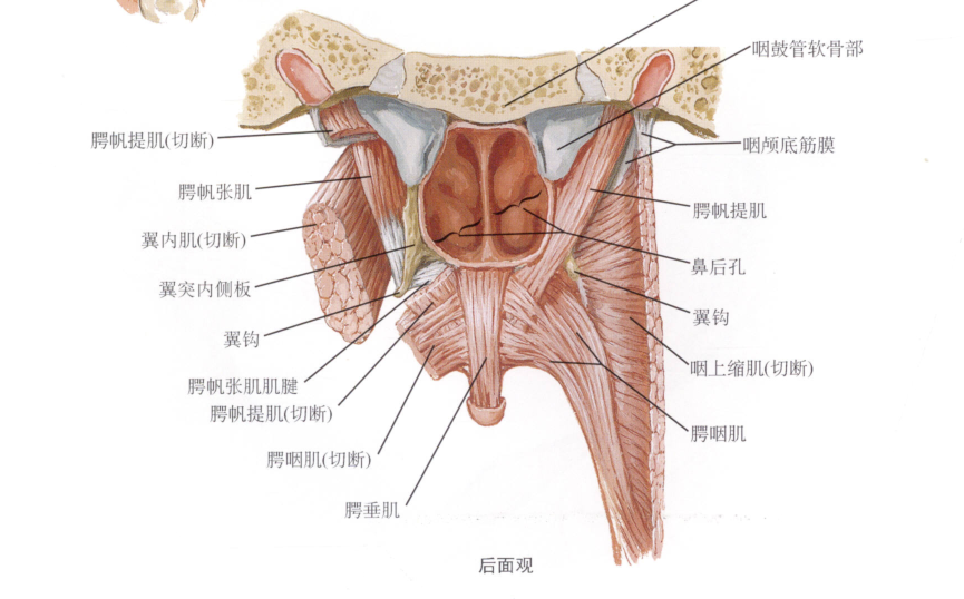 美图分享口腔望诊及口颜面肌肉