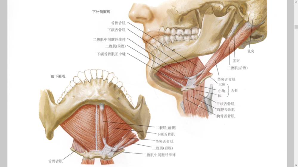 美图分享口腔望诊及口颜面肌肉