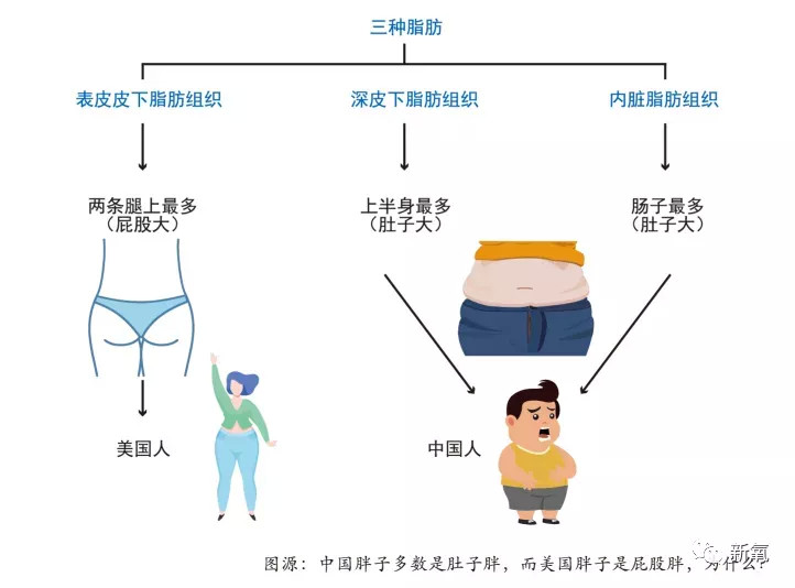 而这两种脂肪组织大部分都在躯干和腹部,学名中心型肥胖