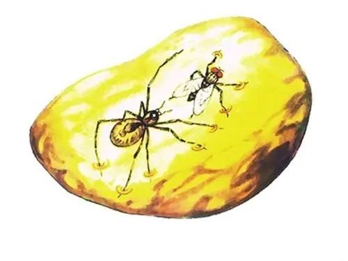 语文四年级下册预习5琥珀课文原文生字拼音加组词