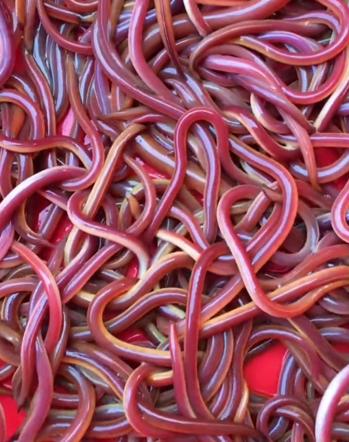 广东一钓友偶获血红黄鳝老人见了让放生旁边钓友却说当地特产