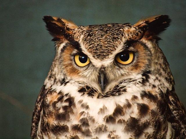 通过白鸟发型的原设图,我们可以发型,白鸟头上的两个角,对应猫头鹰的