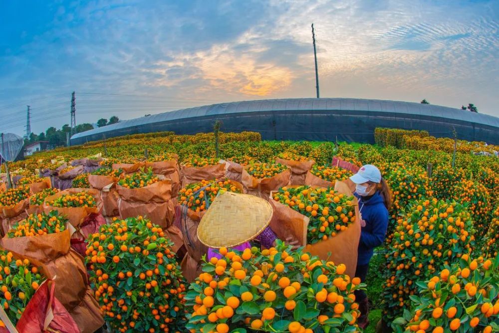 陈村靓水出靓桔再现年桔水上运输盛景