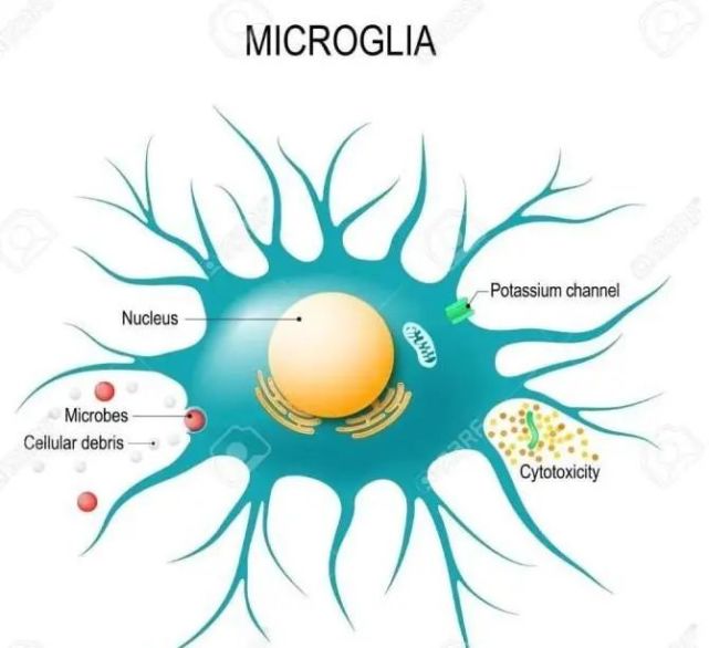 【nature子刊】人类小胶质细胞图谱可以指导脑部疾病研究吗?