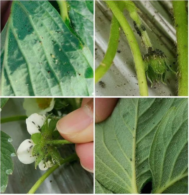 草莓蚜虫安全又好用的防治方法你也可以试一试