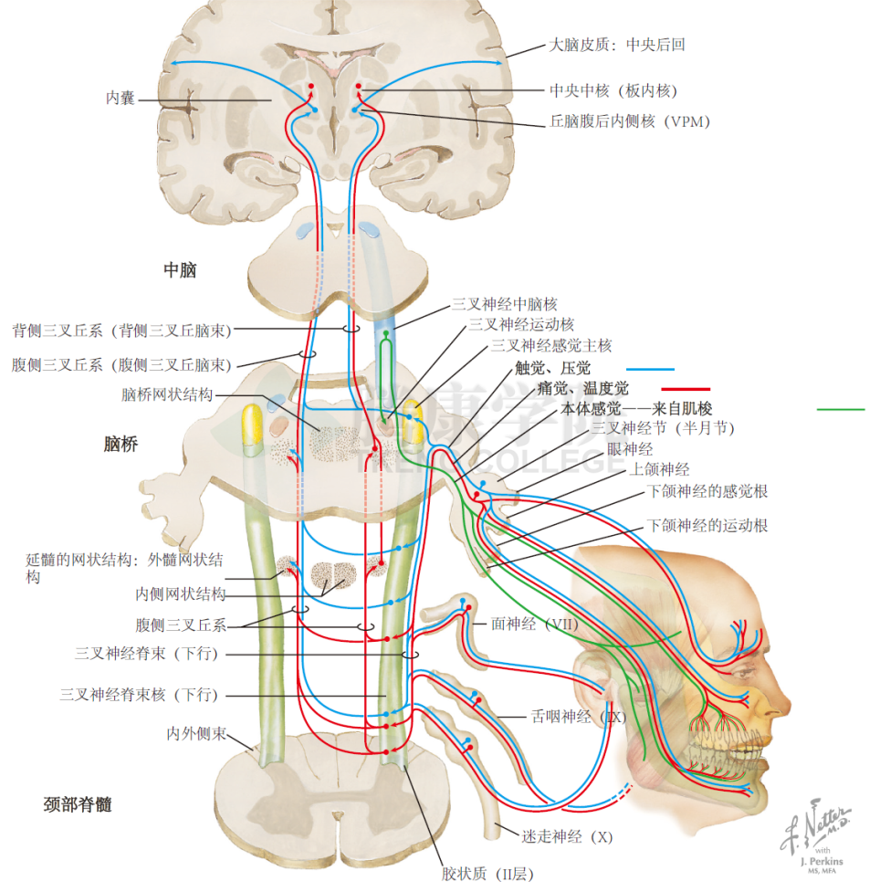 神经解剖学三叉神经感觉及其相关感觉系统