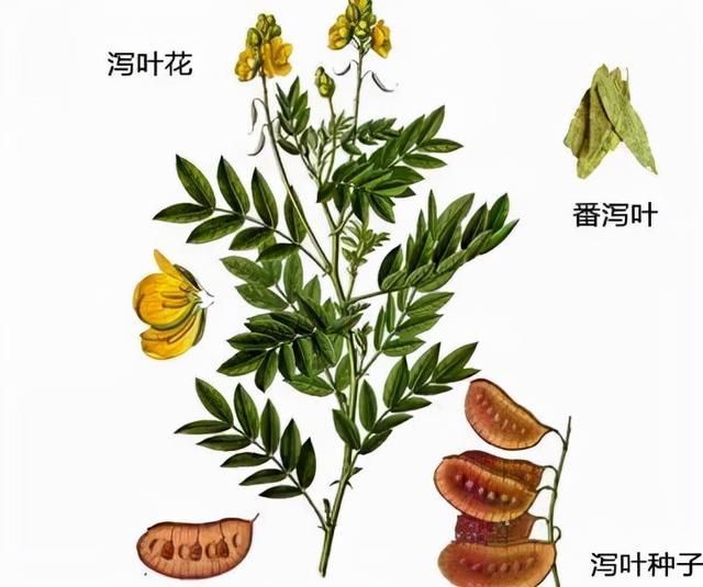 肠道清洁小能手番泻叶