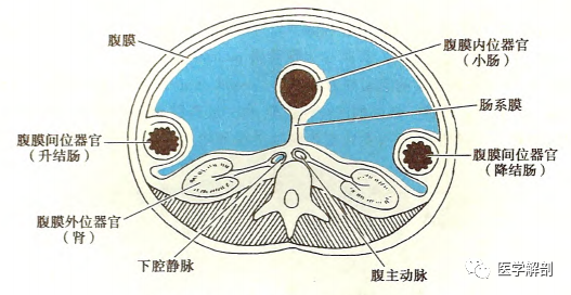 腹膜的解剖一