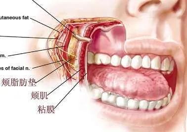 腮腺导管开口图片