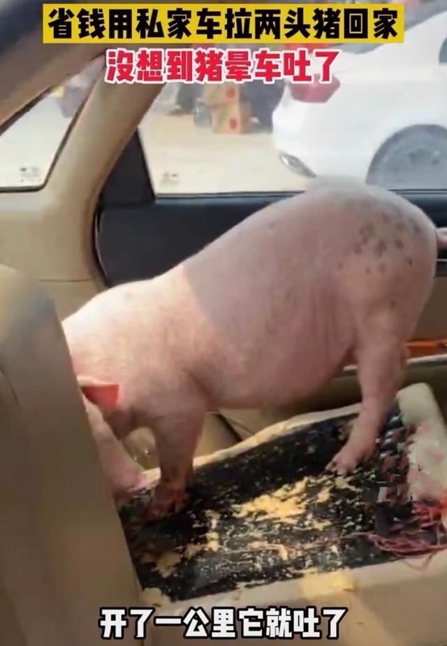 广东一男子为省钱私家车拉猪开一公里回头一看瞬间傻眼了