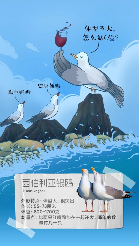 涨知识你去看的红嘴鸥并不一定就是红嘴鸥