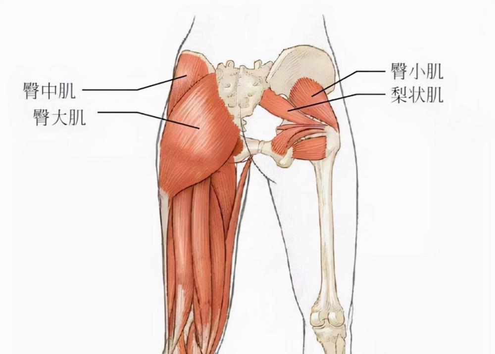 人类的屁股有多奇怪它又是如何成为吸引力的一部分