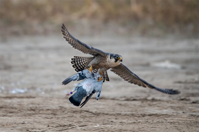 云南哀牢山出现大型猛禽空中用利爪击落苍鹭还飞入林中捉松鼠