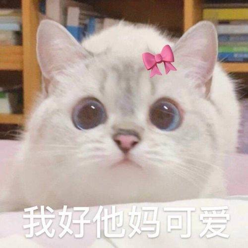 可爱猫咪表情包我要吃软饭