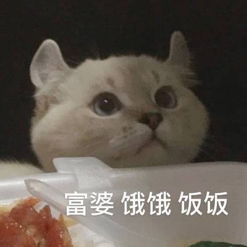 可愛貓咪表情包:我要吃軟飯