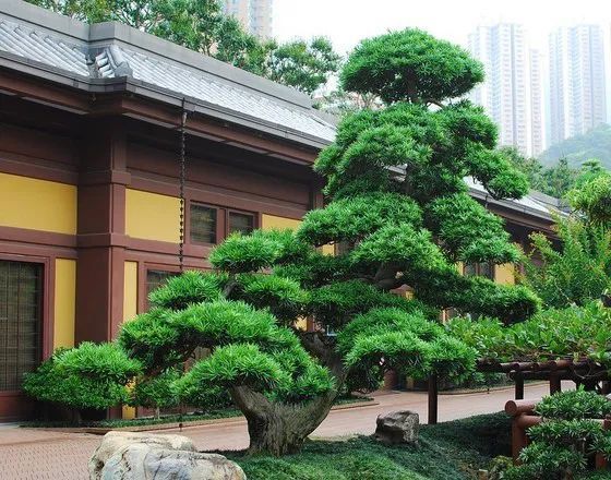 创园人园林专业致力于室内,室外园林景观,设计与施工一条龙服务,按照