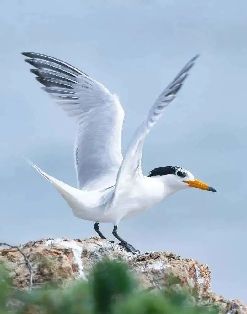 神话的回归中华凤头燕鸥国宝知多少